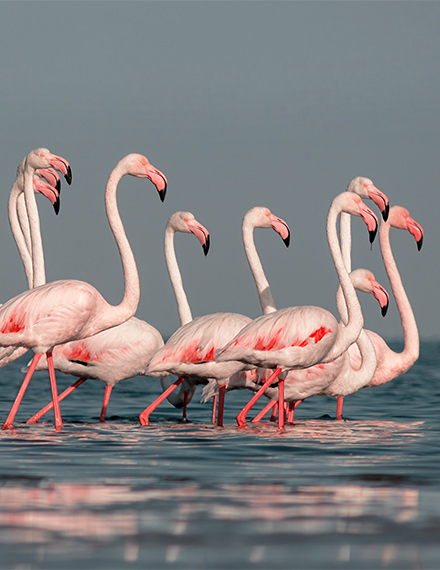 Flamingos at Ras Al Khor Wildlife Sanctuary